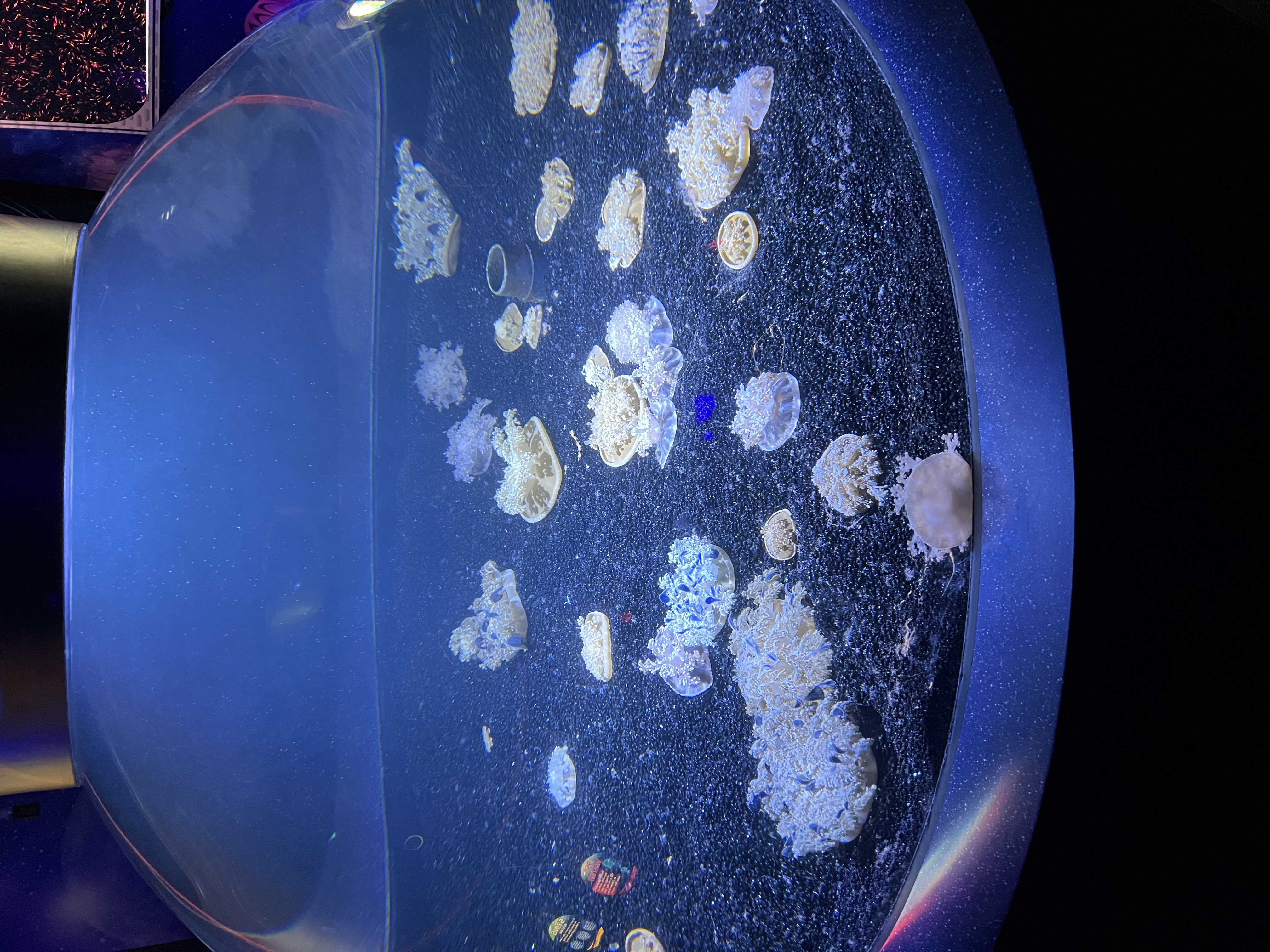 ./2024/10 - Myrtle Beach/IMG_3171.jpg